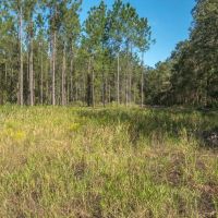 Alachua County 102 Acres images 2