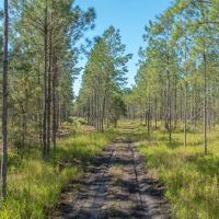 Alachua County 102 Acres images 3