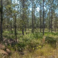 Alachua County 102 Acres images 5
