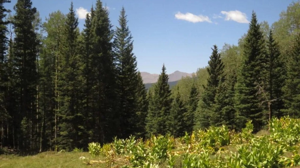 28 Cuchara Pass Ranch featured image