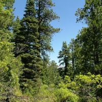 4 The Woods at Monument Lake images 3