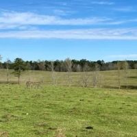 315 Acres in Jasper County in Pachuta MS images 2
