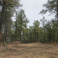 Cimarron Ranch 40 acres images 4
