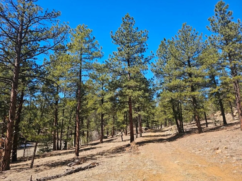 Old Cimarron 40 acres featured image