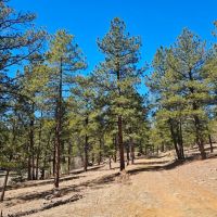 Old Cimarron 40 acres