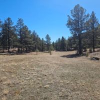 Old Cimarron 40 acres images 5
