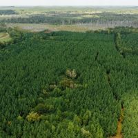 106 Acres with a Cabin in Lamar County Alabama images 5