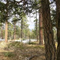 5 The Woods at Monument Lake images 3