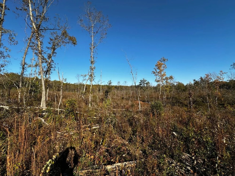 31 - Acres Hunting Land Evening Shade Arkansas featured image