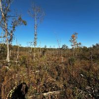 31 - Acres Hunting Land Evening Shade Arkansas