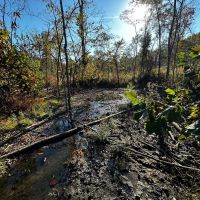 31 - Acres Hunting Land Evening Shade Arkansas images 5