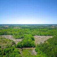 125 Acres of Pristine Wilderness on Metts-Overstreet Road