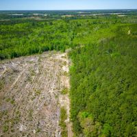 125 Acres of Pristine Wilderness on Metts-Overstreet Road images 4