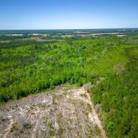 125 Acres of Pristine Wilderness on Metts-Overstreet Road images 5