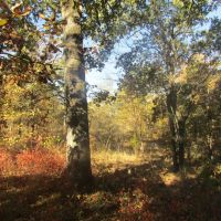 Panoramic Recreational Hunting Land Atoka County OK 30 AC images 2