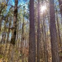 27 Acres Paces Creek T3077-13 images 2