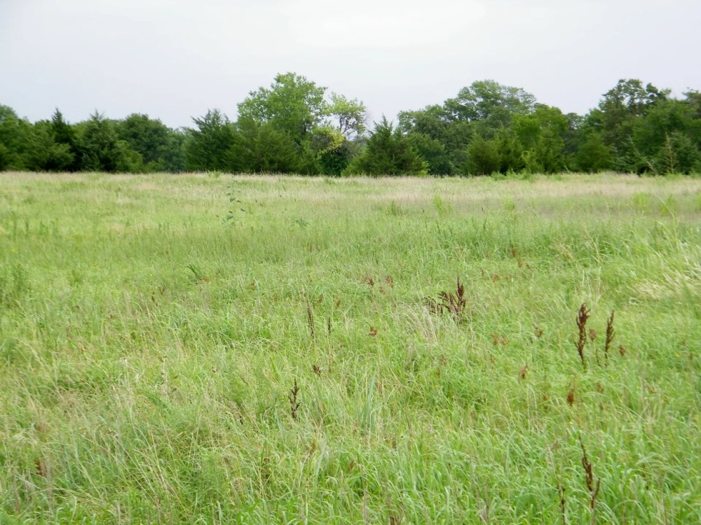 20 Acre Pasture or Homesite featured image