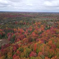 94 - Acre Wooded and Open Field Parcel Kalkaska MI images 5