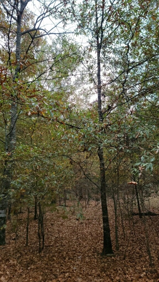 6202 S Texas State Highway 37 Clarksville TX 75426 Hunting Land for