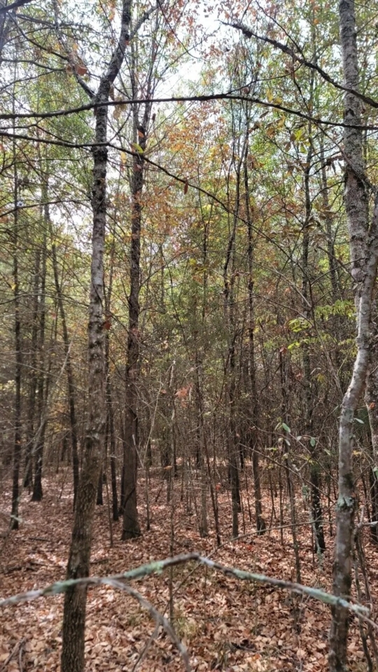 6202 S Texas State Highway 37 Clarksville TX 75426 Hunting Land for