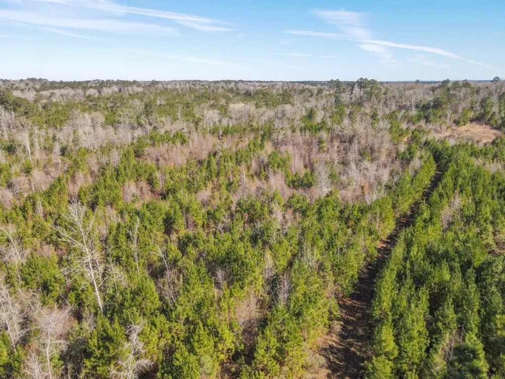 800 Acres Wilkinson County Hunting Land For Sale SW MS featured image