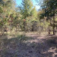 62 Acres in Polk County AR images 4