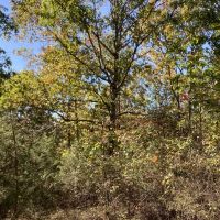 62 Acres in Polk County AR images 5