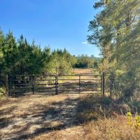 37 Acres in Noxubee County MS images 3