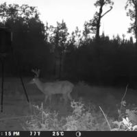 37 Acres in Noxubee County MS images 4