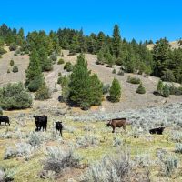 WILLOW VIEW RANCH images 4
