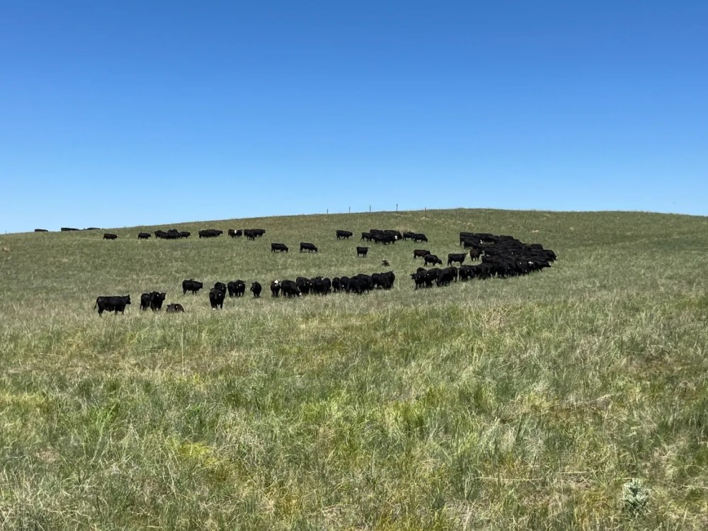 Chase County Rangeland Offered in 2 Parcels featured image