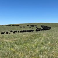 Chase County Rangeland Offered in 2 Parcels