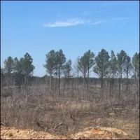 213 Acres in Webster County in Mantee MS images 5