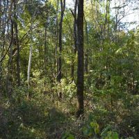 9 Acre Recreational Tract or Homesite Opportunity in Dale County images 3
