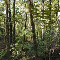 9 Acre Recreational Tract or Homesite Opportunity in Dale County images 4