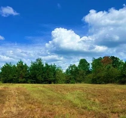 156 Acres in Winston County in Louisville MS featured image