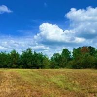 156 Acres in Winston County in Louisville MS