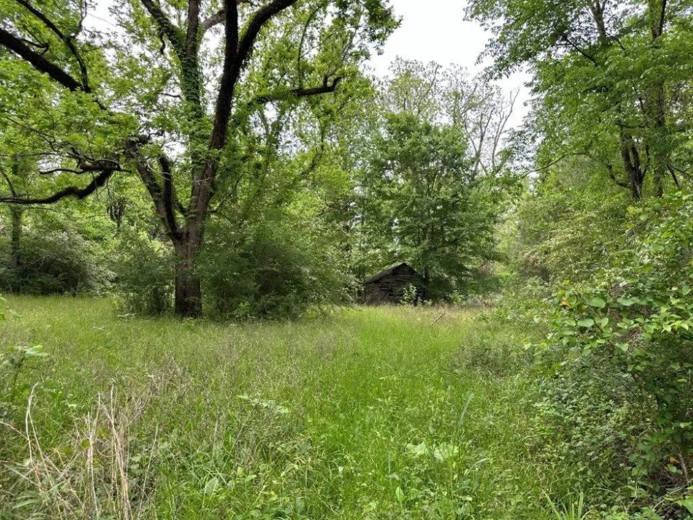LA - Catahoula 35 - featured image