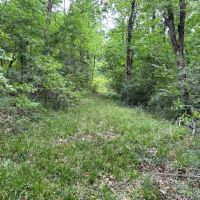 LA - Catahoula 35 - images 4