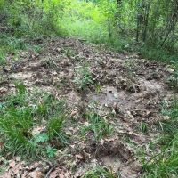 LA - Catahoula 35 - images 5