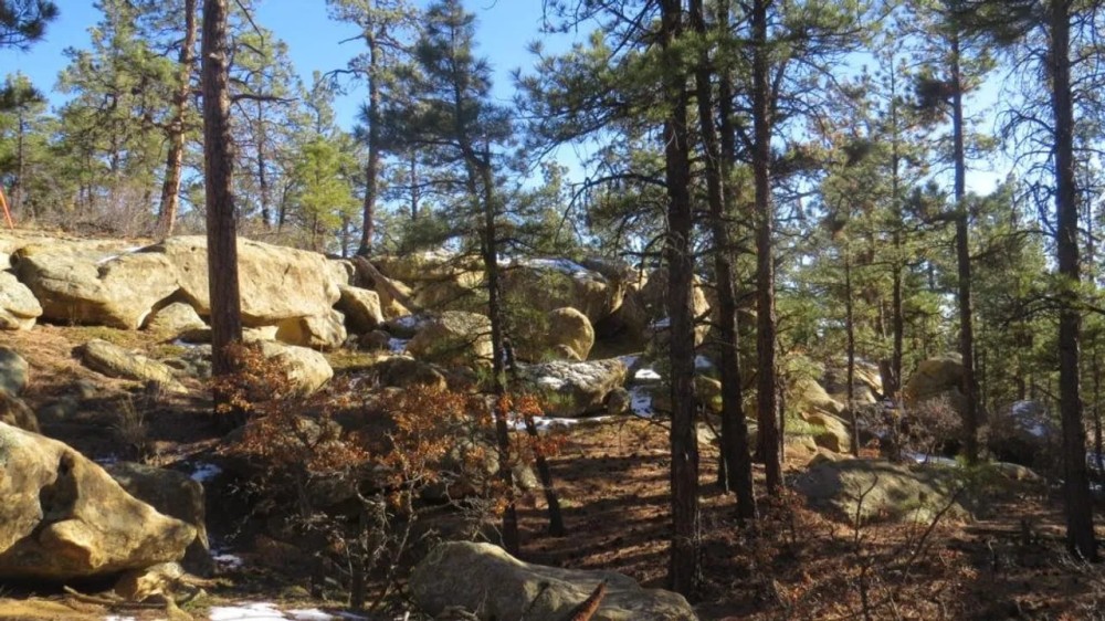 Cougar Ridge featured image