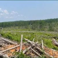 154.92 Acres in Grenada County in Coffeeville MS images 4