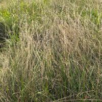 Ranch for Sale in the Ozarks images 2