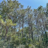 21 Acres T-17 Saron images 3