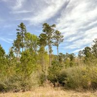13 Acres 9E Trinity Forest IX images 2