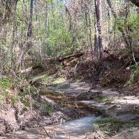 13 Acres 9E Trinity Forest IX images 3