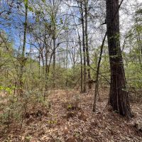 13 Acres 9E Trinity Forest IX images 5