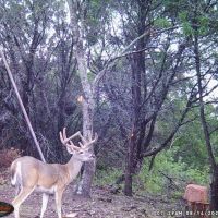 66 Acres Great Hunting Property images 2