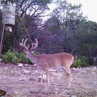 66 Acres Great Hunting Property images 3