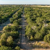 66 Acres Great Hunting Property images 5